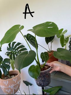 (Category: ) located in . Submitted by tinygreenhouse (Listing ID 1160162815, Image 1). Description: .