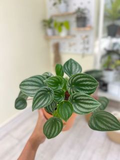 （分類：）位於 。 由 greendom_22 提交（商品編號 1160211444，圖片 1）。簡介： 。