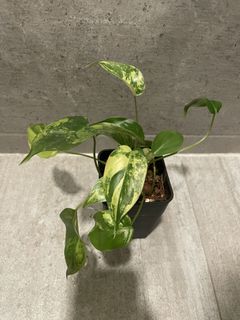 （分類：）位於 。 由 pothos852 提交（商品編號 1160253568，圖片 1）。簡介： 。