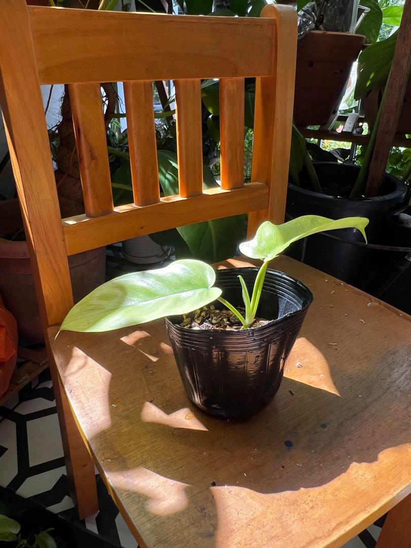 Philodendron Florida Ghost Mint (Category: Plants & Seeds) located in Singapore. Submitted by greeniehouse (Listing ID 1160253073, Image 3). Description: Rare Foliage Plant. Local propagation. Bright yellow new leaf, fade to minty texture leaf. Oldest leaf will look darker depending on the care of the plant. Still young so have not taken shape of its mature leaf form. PM to reserve and arrange collection .
