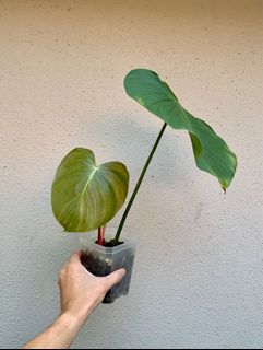 (Category: ) located in . Submitted by smallplantsonly (Listing ID 1160191988, Image 1). Description: .