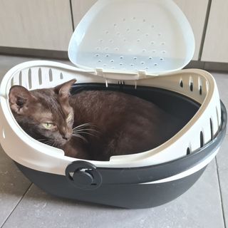 (Category: ) located in . Submitted by furry_cat (Listing ID 1159577762, Image 1). Description: .