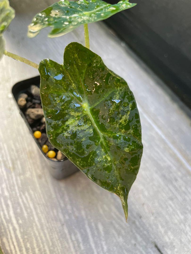 Variegated Alocasia Amazonica (Aurea), Furniture & Home Living