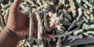 500 gram rough white coral karang koral putih marjan