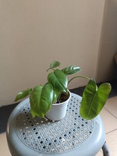 (Category: ) located in . Submitted by munirahmo (Listing ID 1160347967, Image 1). Description: .