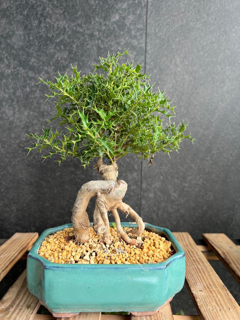 姫柊 盆景植物多肉植物龍舌蘭植物盆栽 傢俬 家居 園藝 植物及種子 Carousell