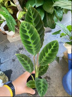 (Category: ) located in . Submitted by cherylq5 (Listing ID 1160559173, Image 1). Description: .