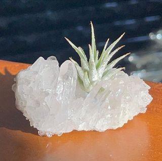 Clear needle quartz with airplant crystal Airplants air plants air plant crystal crystals precious stone