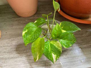 Golden Pothos Money Plant houseplant