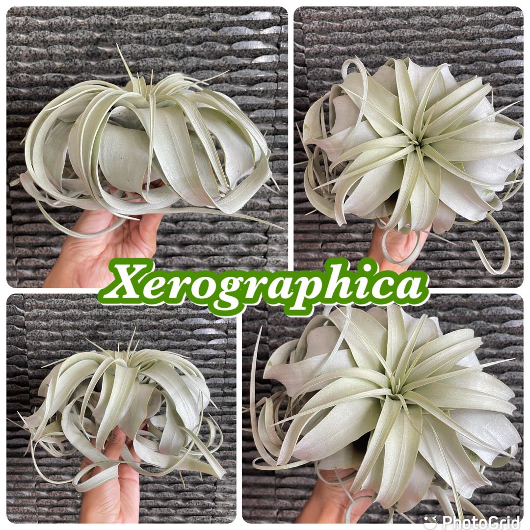 Xerographica airplant king of Airplants air plant air plants tillandsia ...