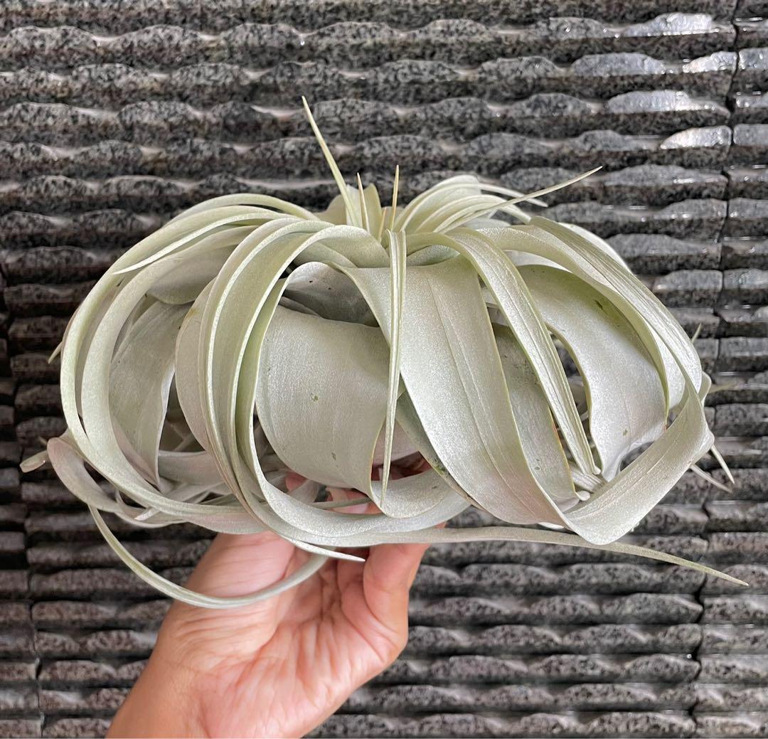 Xerographica airplant king of Airplants air plant air plants tillandsia ...