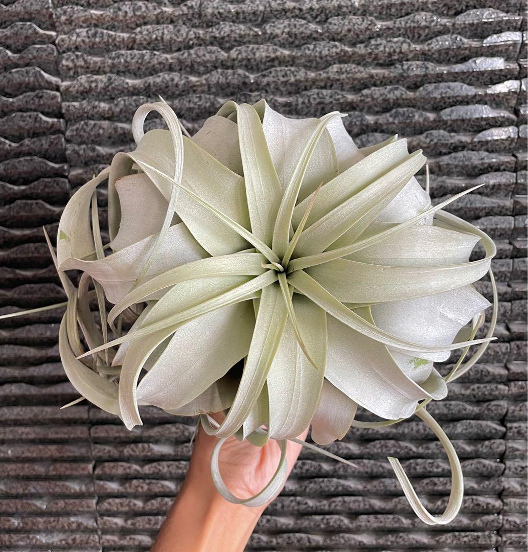 Xerographica airplant king of Airplants air plant air plants tillandsia ...