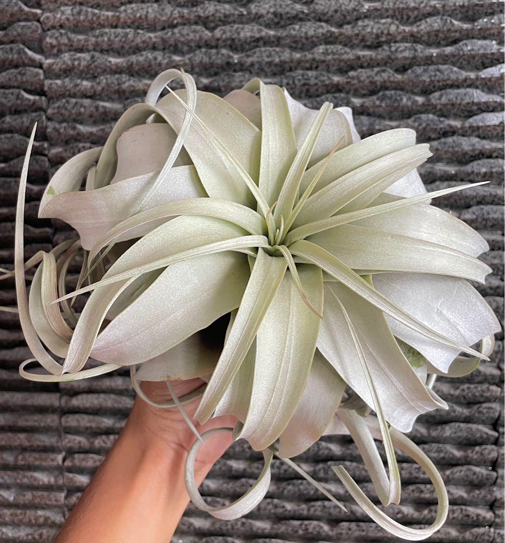 Xerographica airplant king of Airplants air plant air plants tillandsia ...
