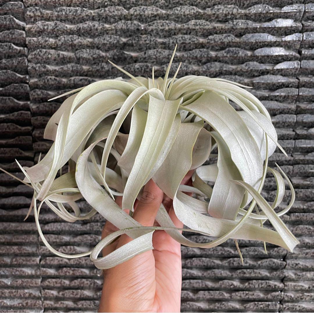 Xerographica airplant king of Airplants air plant air plants tillandsia ...