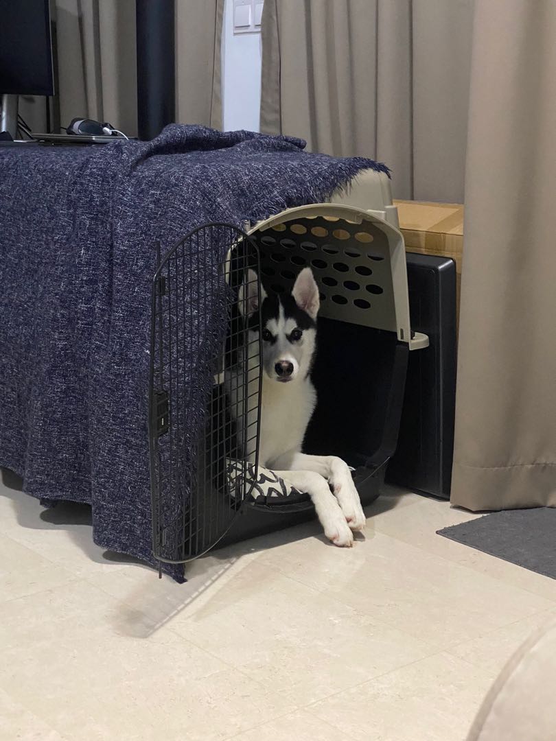 XL size Pet Carrier Airline approved crate, Pet Supplies, Homes