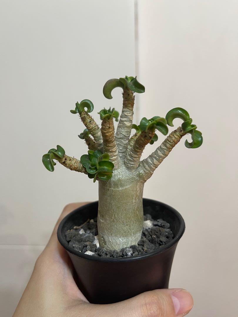 羊角沙玫塊根植物 傢俬 家居 園藝 植物及種子 Carousell