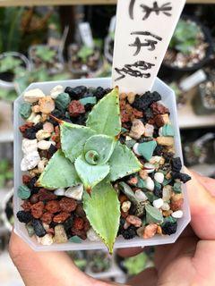 全新日本Toky 山中勇一Hagakure Lizard 植木鉢花盆陶瓷plant pot 植物 
