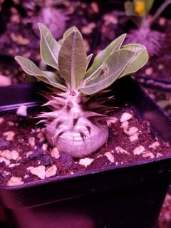 （分類：）位於 。 由 slashyy 提交（商品編號 1160823799，圖片 1）。簡介： 。