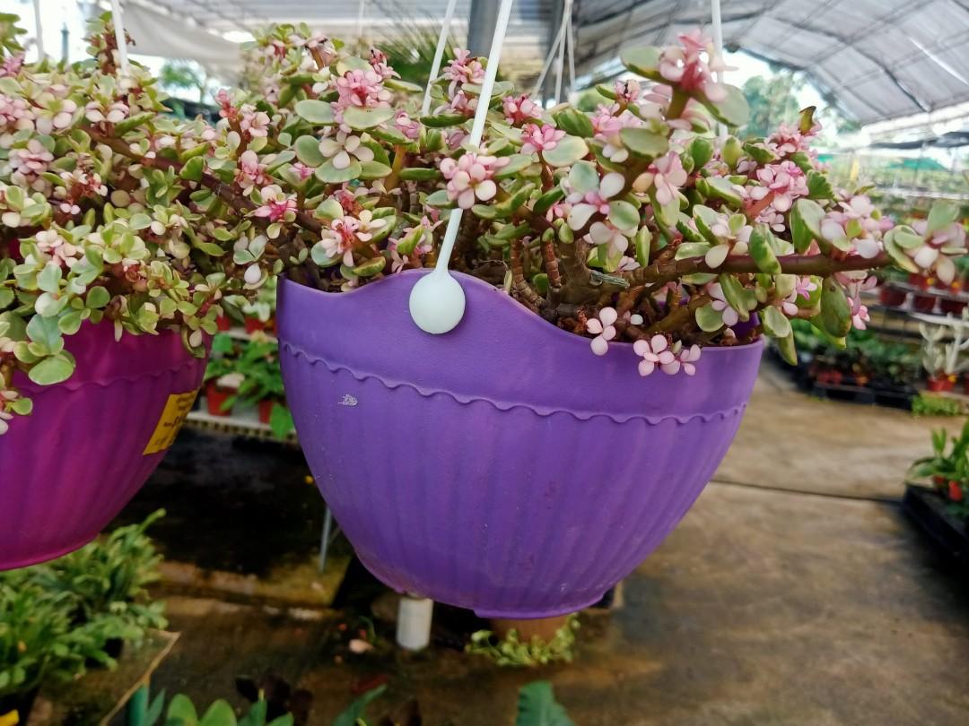 Jade plant, Furniture & Home Living, Gardening, Plants & Seeds on Carousell