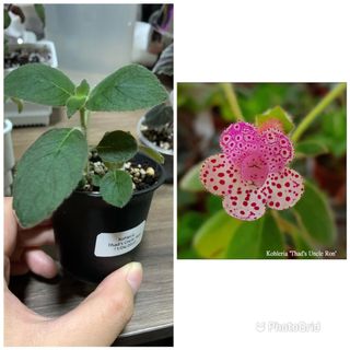 （分類：）位於 。 由 plantcific 提交（商品編號 1160742105，圖片 1）。簡介： 。