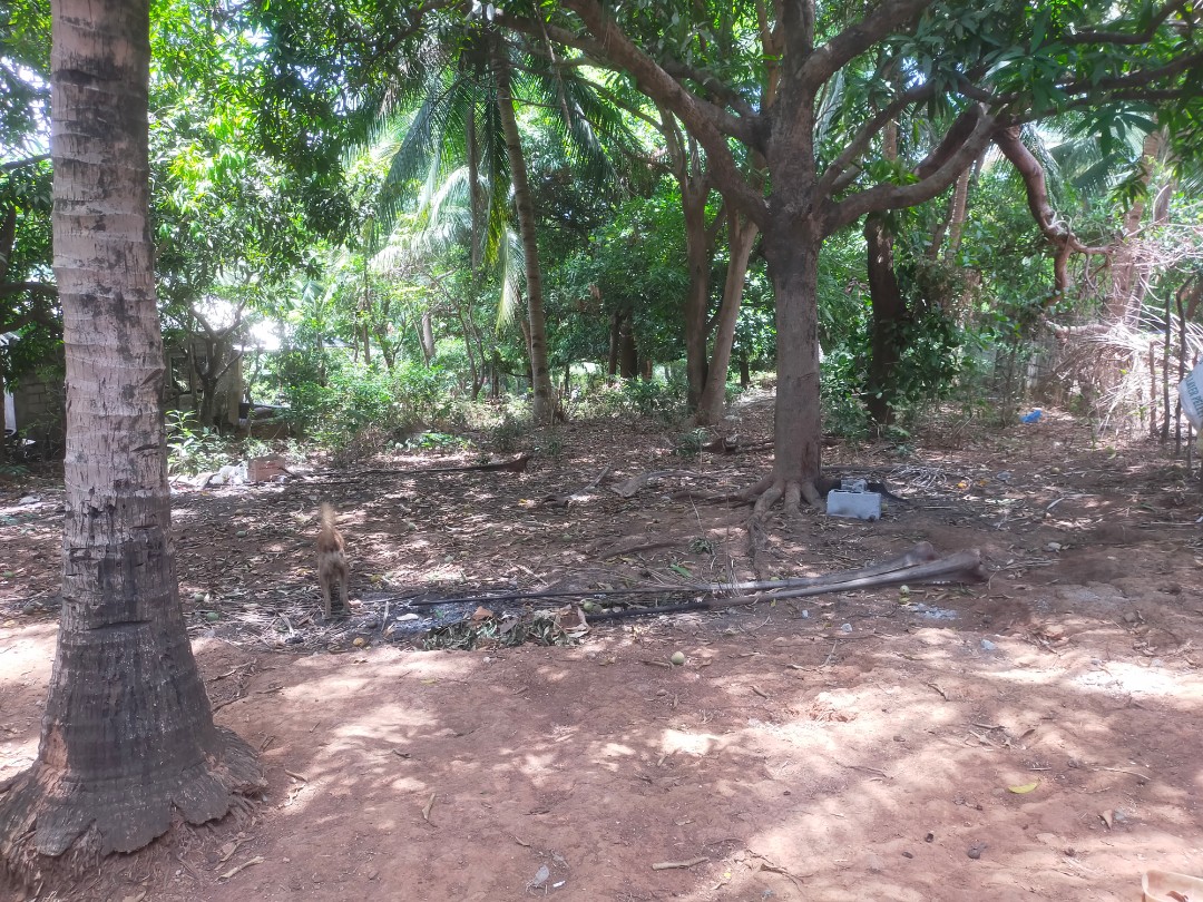 (Category: ) located in . Submitted by mr.jpj (Listing ID 1160788617, Image 1). Description: .