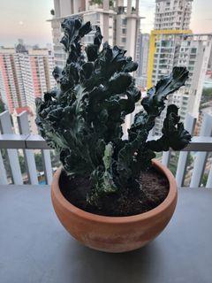 Magnificent Cactus Plant
