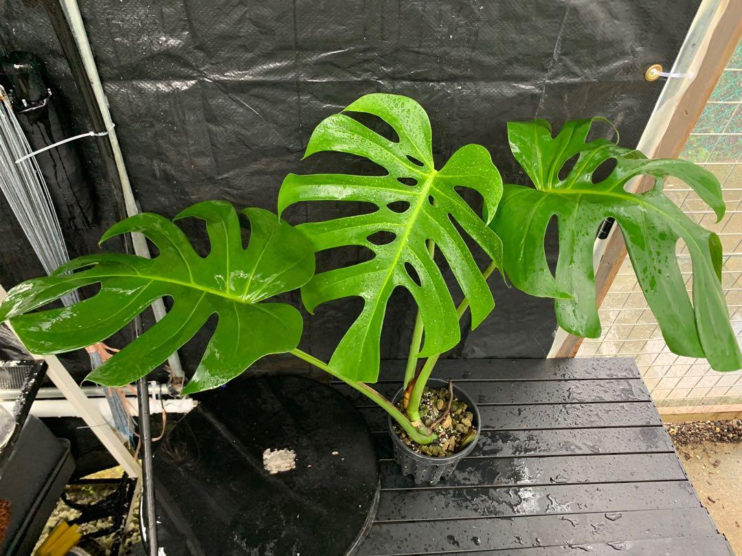 Monstera Deliciosa Brazil Form