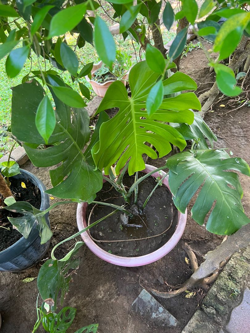 Monstera Deliciosa Local Furniture And Home Living Gardening Plants And Seeds On Carousell 8781