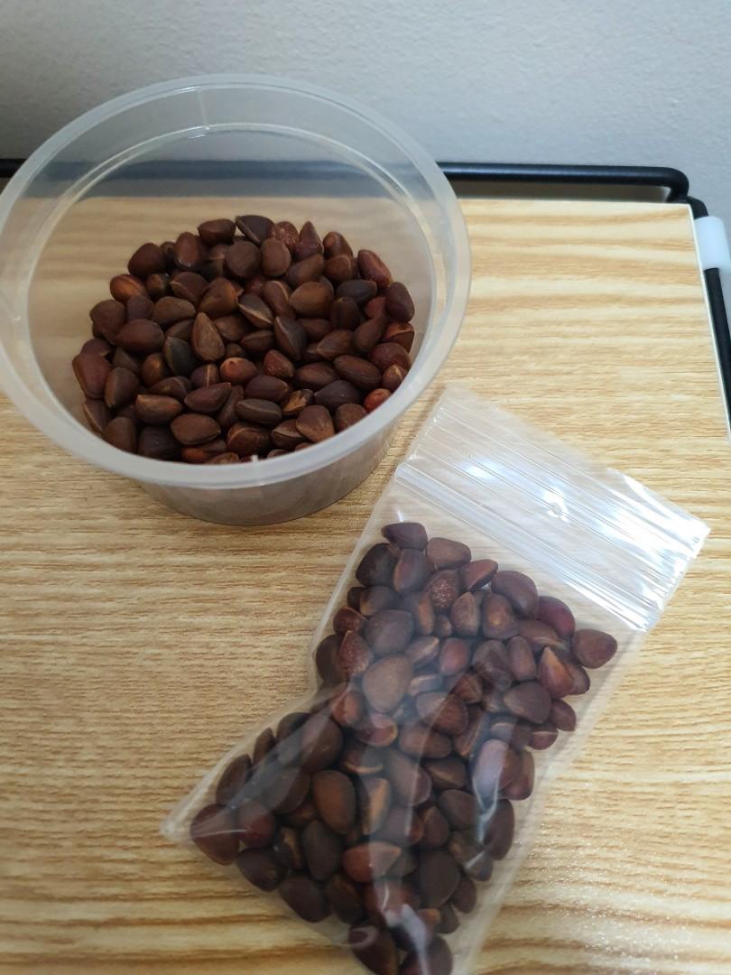 Pine Nuts Unshelled with Shell Parrots Hamsters Birds, Food & Drinks, Other Food & Drinks on