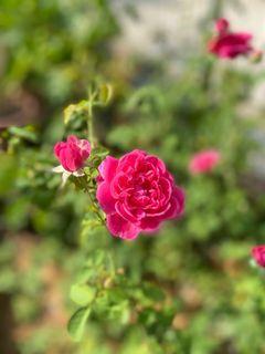 Rose (plant in pot)