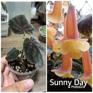 （分類：）位於 。 由 plantcific 提交（商品編號 1160742542，圖片 1）。簡介： 。