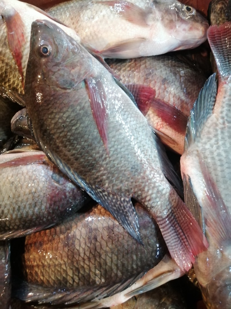 Tilapia for sale, Food & Drinks, Local Eats on Carousell