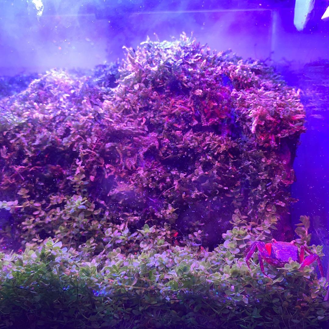 Aquarium Mist Maker Fogger Pet Supplies Homes Other Pet Accessories aquarium-mist-maker-fogger-pet-supplies-homes-other-pet-accessories