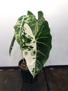 (Category: ) located in . Submitted by foliage_forest (Listing ID 1161221842, Image 1). Description: .
