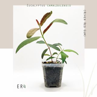 （分類：）位於 。 由 seedinglaw946 提交（商品編號 1161088377，圖片 1）。簡介： 。