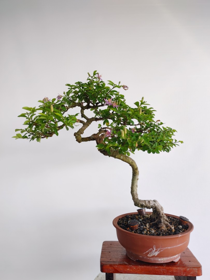 Grewia Occidentalis Bonsai, Furniture & Home Living, Gardening, Plants