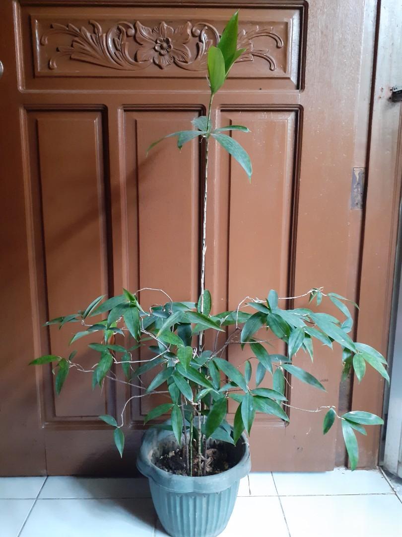 Japanese bamboo, Furniture & Home Living, Gardening, Plants & Seeds on