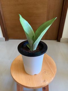 (Category: ) located in . Submitted by tingfengg (Listing ID 1161160092, Image 1). Description: .