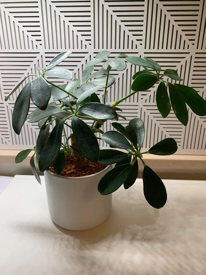 Muji 無印良品植物 傢俬 家居 園藝 植物及種子 Carousell