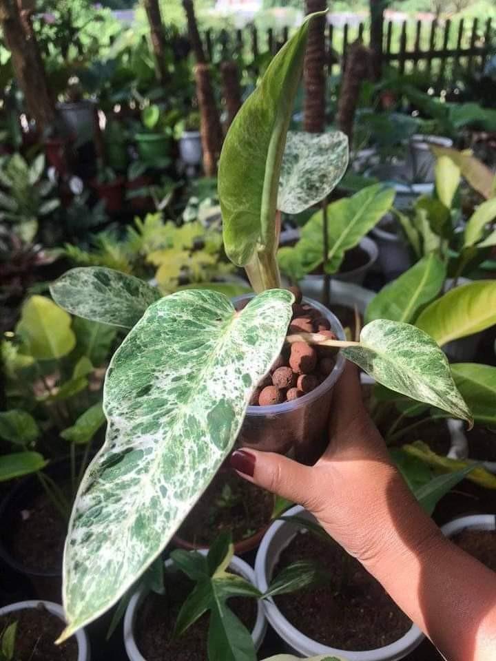 Philodendron ilsemanii ☆フィロデンドロン・イルセマニー☆ 近藤園芸
