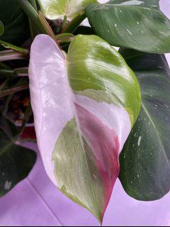 Philodendron White Princess with pink