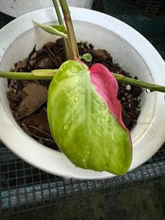 (Category: ) located in . Submitted by plantslover77 (Listing ID 1161176478, Image 1). Description: .