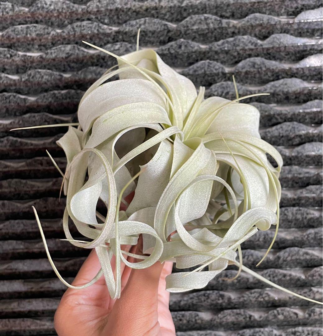 Xerographica king of airplant air plant Airplants air Plants tillandsia ...