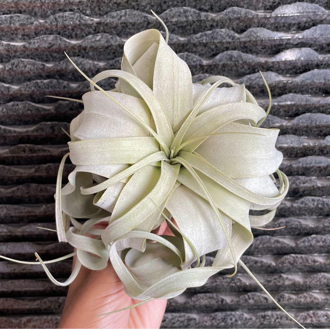 Xerographica king of airplant air plant Airplants air Plants tillandsia ...