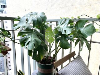 （分類：）位於 。 由 Daluu 提交（商品編號 1161319430，圖片 1）。簡介： 。