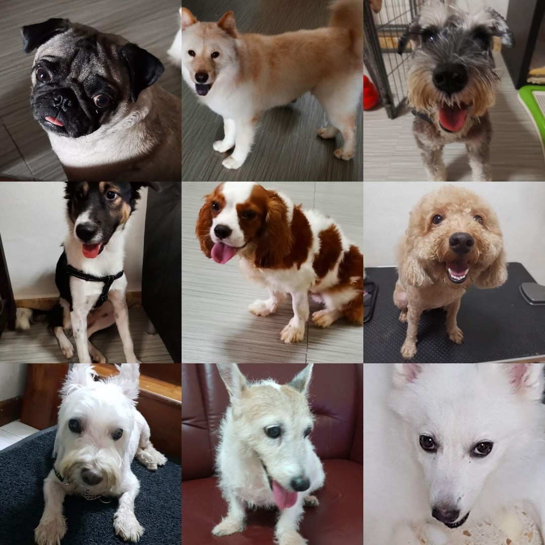 Short/Long Term Dog Boarding, Lifestyle Services, Pet Care Services on