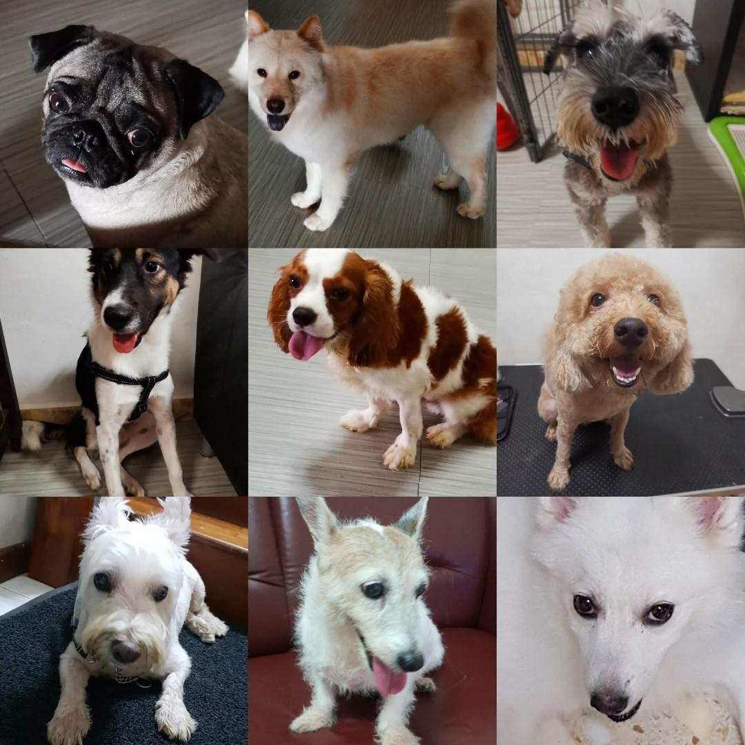 Holidays Dog Home Boarding Lifestyle Services Pet Care Services