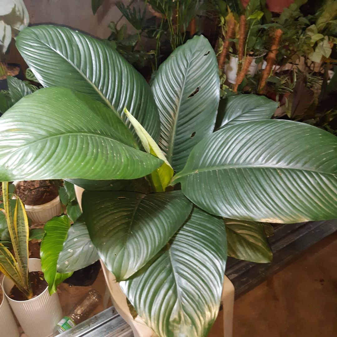 Giant sensation plant, Furniture & Home Living, Gardening, Plants