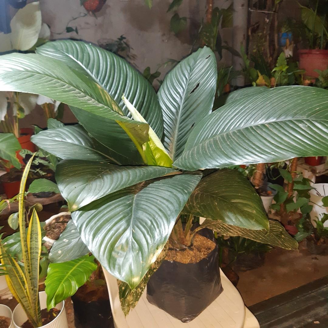 Giant sensation plant, Furniture & Home Living, Gardening, Plants