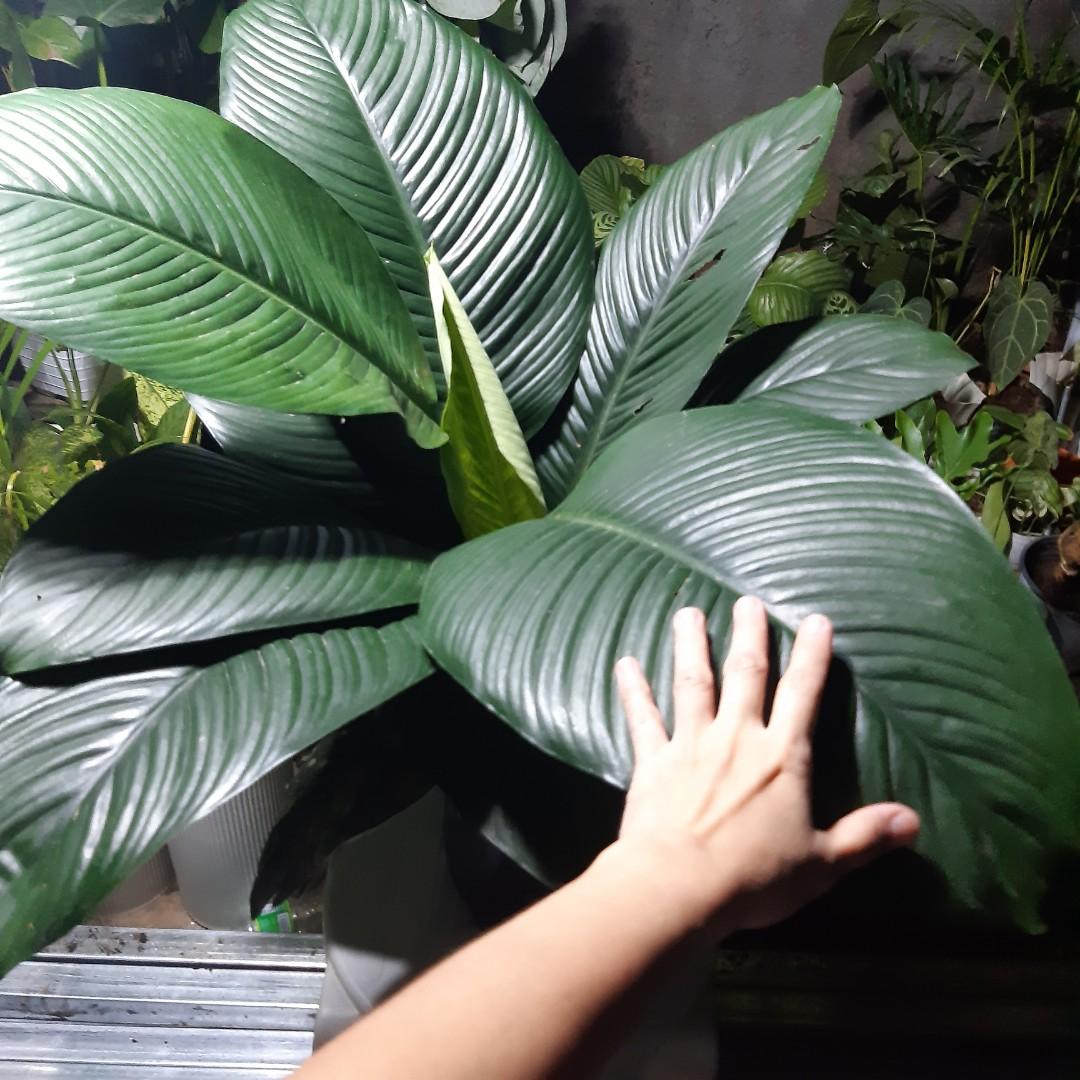 Giant sensation plant, Furniture & Home Living, Gardening, Plants